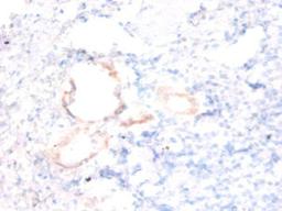 Immunohistochemistry of paraffin-embedded human kidney tissue using CSB-PA01704A0Rb at dilution of 1:50
