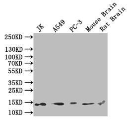 Western blot. All lanes: H2AFJ antibody at 2µg/ml. Lane 1: Mouse brain tissue. Lane 2: MCF-7 whole cell lysate. Secondary. Goat polyclonal to rabbit IgG at 1/10000 dilution. Predicted band size: 15, 17 kDa. Observed band size: 15 kDa