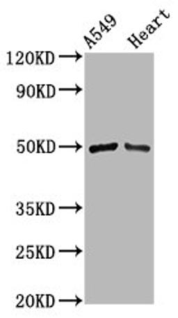 Western Blot. Positive WB detected in: A549 whole cell lysate, Rat heart tissue. All lanes: IRX6 antibody at 3.8µg/ml. Secondary. Goat polyclonal to rabbit IgG at 1/50000 dilution. Predicted band size: 49 kDa. Observed band size: 49 kDa