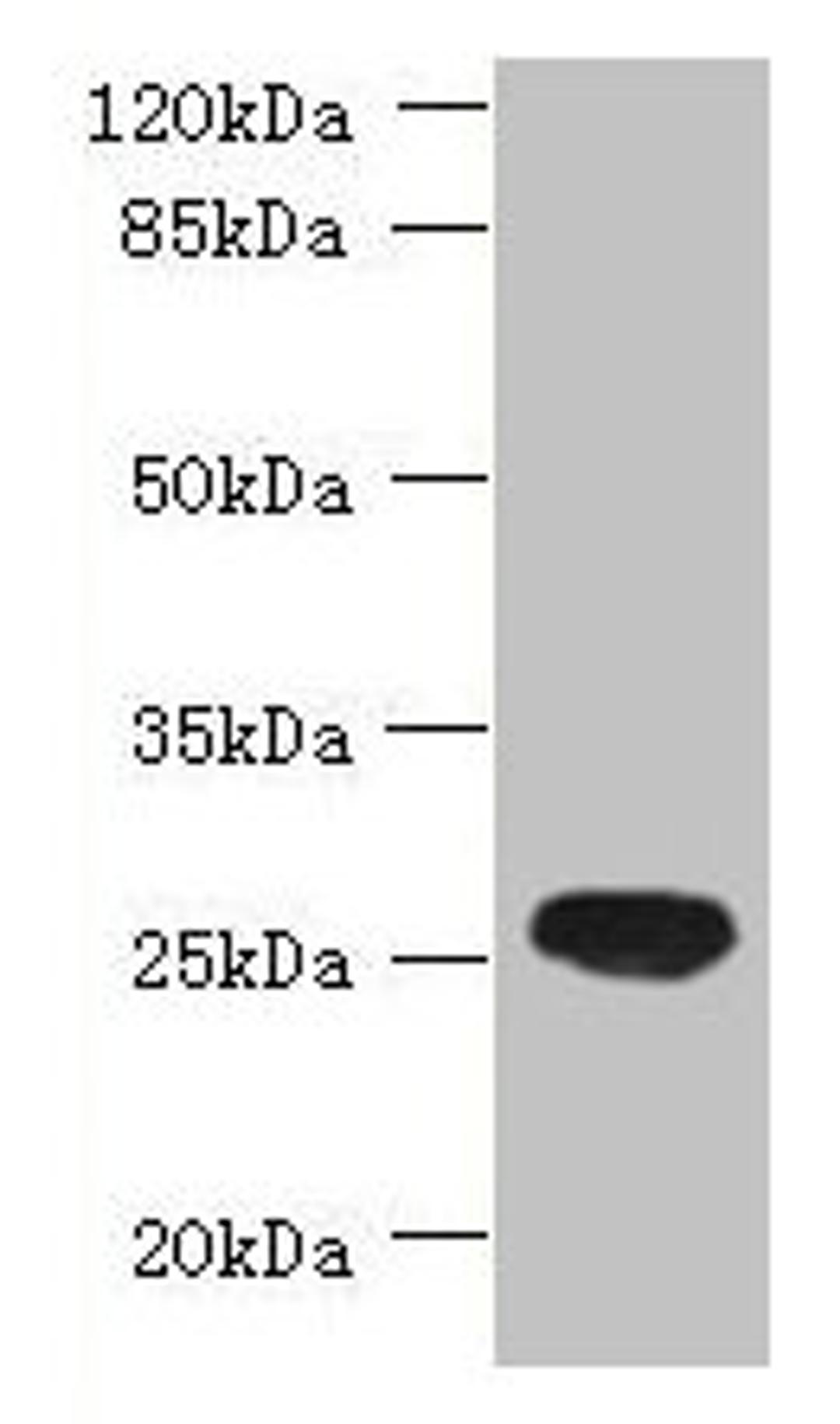 Western blot. All lanes: ENKD1 antibody at 7µg/ml + Mouse brain tissue. Secondary. Goat polyclonal to rabbit IgG at 1/10000 dilution. Predicted band size: 39, 26 kDa. Observed band size: 26 kDa