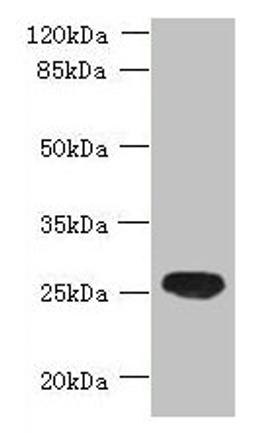 Western blot. All lanes: ENKD1 antibody at 7µg/ml + Mouse brain tissue. Secondary. Goat polyclonal to rabbit IgG at 1/10000 dilution. Predicted band size: 39, 26 kDa. Observed band size: 26 kDa