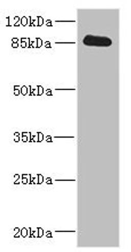 Western blot. All lanes: CDH10 antibody IgG at 3.58ug/ml + Rat heart tissue. Secondary. Goat polyclonal to rabbit IgG at 1/10000 dilution. Predicted band size: 88 kDa. Observed band size: 88 kDa. 