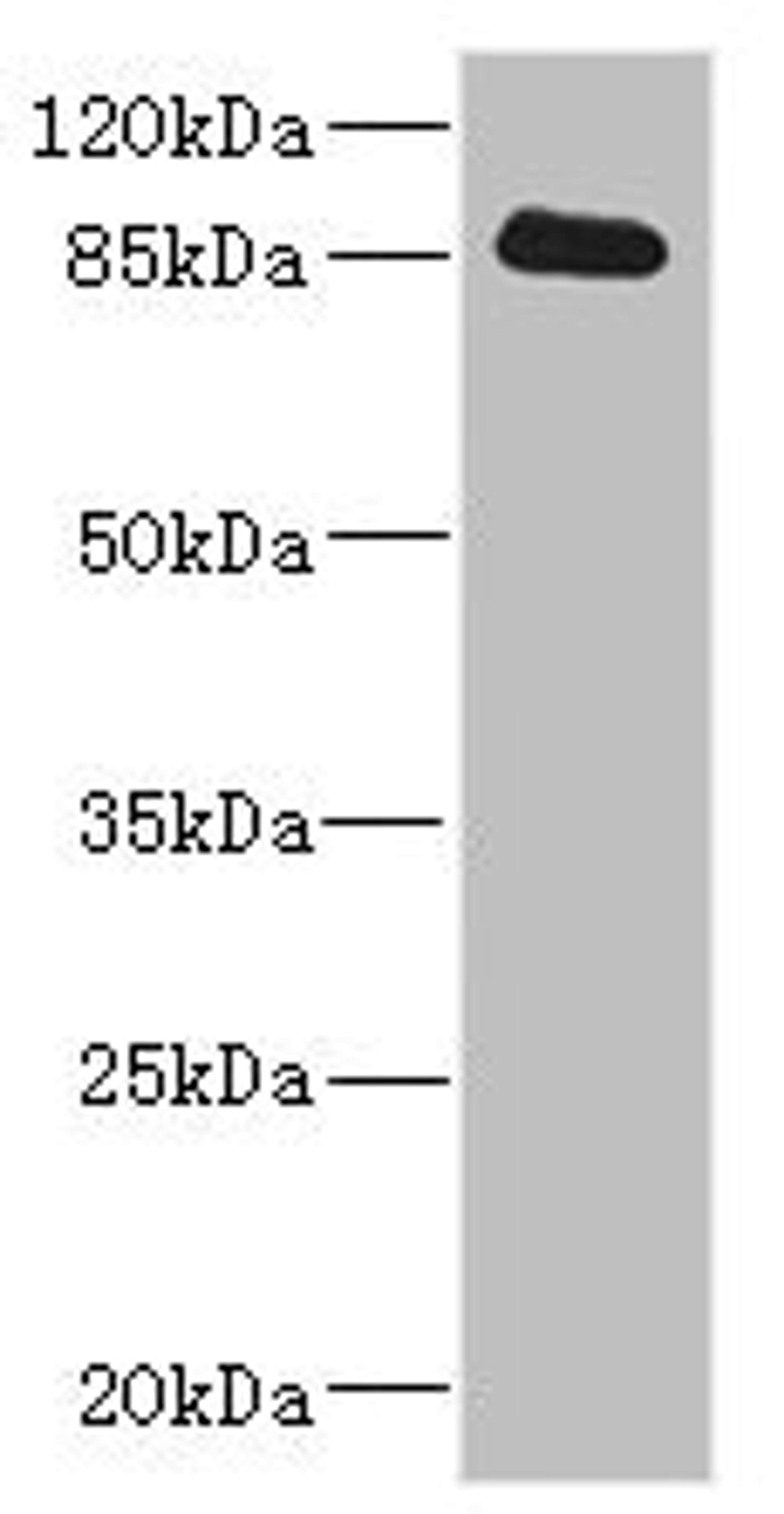 Western blot. All lanes: CDH10 antibody IgG at 3.58ug/ml + Rat heart tissue. Secondary. Goat polyclonal to rabbit IgG at 1/10000 dilution. Predicted band size: 88 kDa. Observed band size: 88 kDa. 