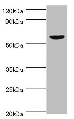 Western blot. All lanes: KMO antibody at 10ug/ml + Mouse heart tissue. Secondary. Goat polyclonal to rabbit IgG at 1/10000 dilution. Predicted band size: 56, 55, 52 kDa. Observed band size: 56 kDa. 