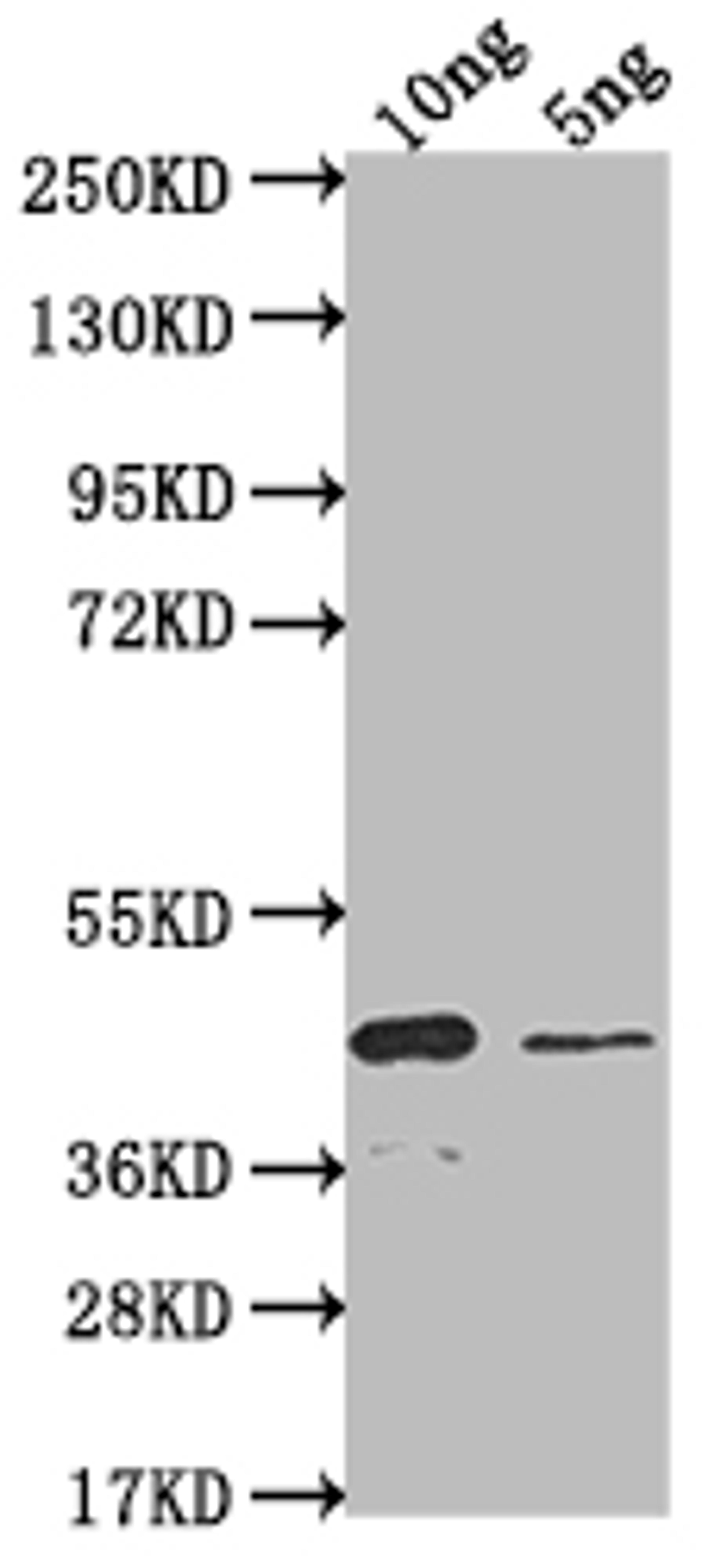 Western Blot. Positive WB detected in Recombinant protein. All lanes: SSC1 antibody at 1:2000. Secondary. Goat polyclonal to rabbit IgG at 1/50000 dilution. Predicted band size: 35.4 kDa. Observed band size: 40 kDa.