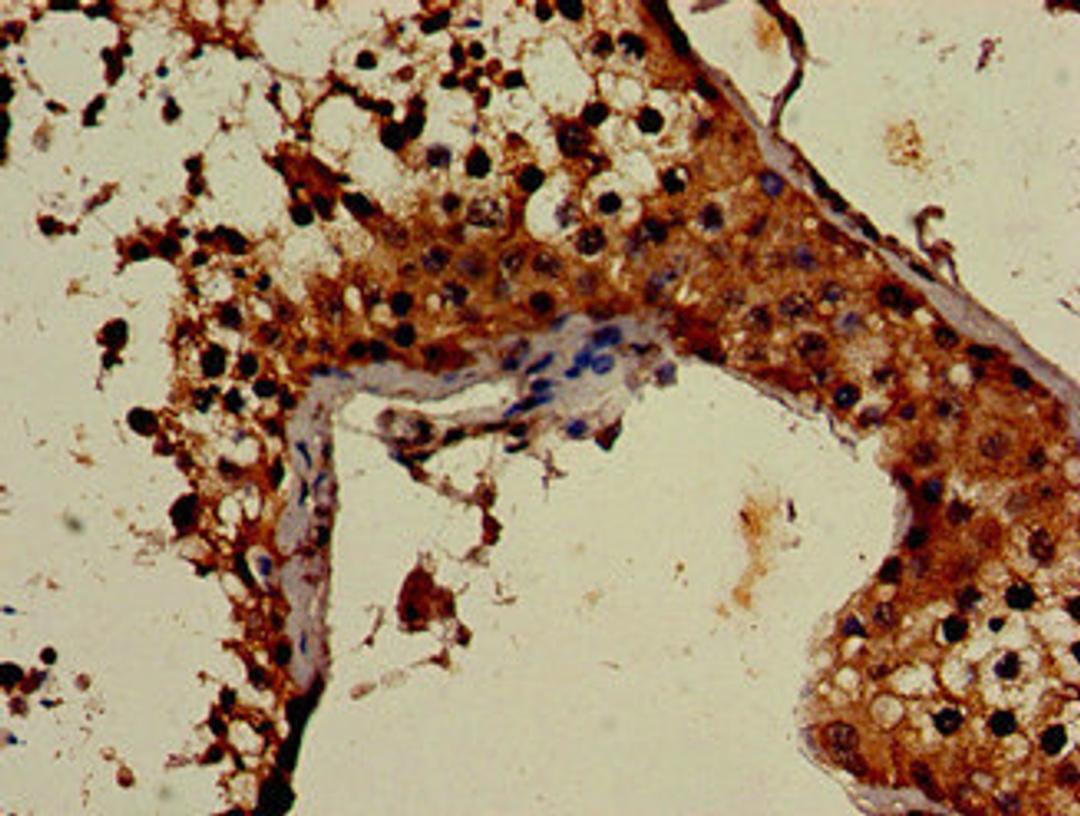 Immunohistochemistry of paraffin-embedded human testis tissue using CSB-PA836199LA01HU at dilution of 1:100