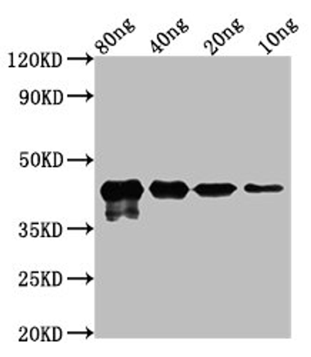 Western Blot. Positive WB detected in Recombinant protein. All lanes: MPN_083 at 2.5ug/ml. Secondary. Goat polyclonal to rabbit IgG at 1/50000 dilution. Predicted band size: 43 kDa. Observed band size: 43 kDa. 