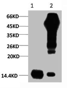 1) Input: Hela Cell Lysate  2) IP product: IP dilute 1:200