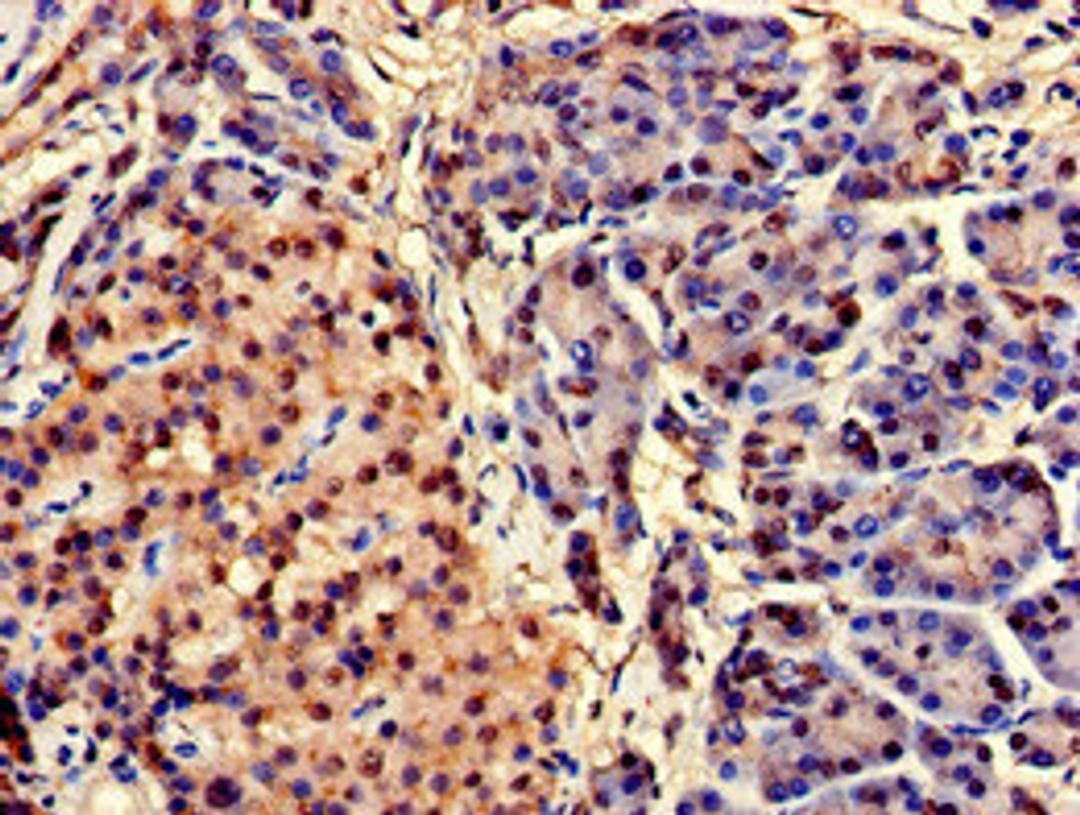 Immunohistochemistry of paraffin-embedded human pancreatic tissue using CSB-PA005180HA01HU at dilution of 1:100