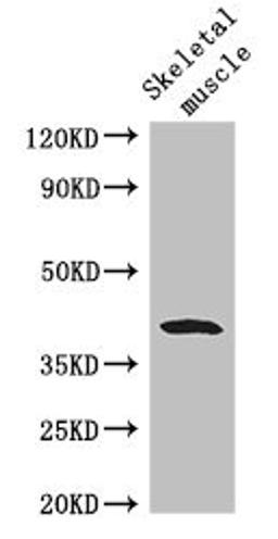 Western Blot. Positive WB detected in: Mouse skeletal muscle tissue. All lanes: WISP1 antibody at 2.8ug/ml. Secondary. Goat polyclonal to rabbit IgG at 1/50000 dilution. Predicted band size: 41, 31, 14, 17, 22 kDa. Observed band size: 41 kDa. 