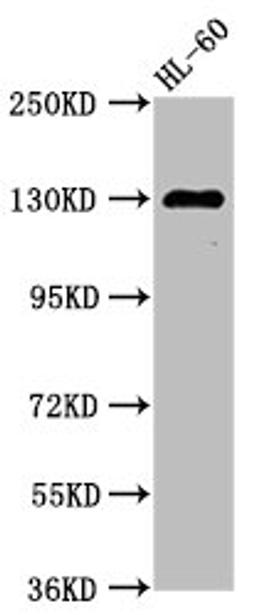 Western Blot. Positive WB detected in: HL60 whole cell lysate. All lanes: SIPA1 antibody at 2.7µg/ml. Secondary. Goat polyclonal to rabbit IgG at 1/50000 dilution. Predicted band size: 112 kDa. Observed band size: 130 kDa