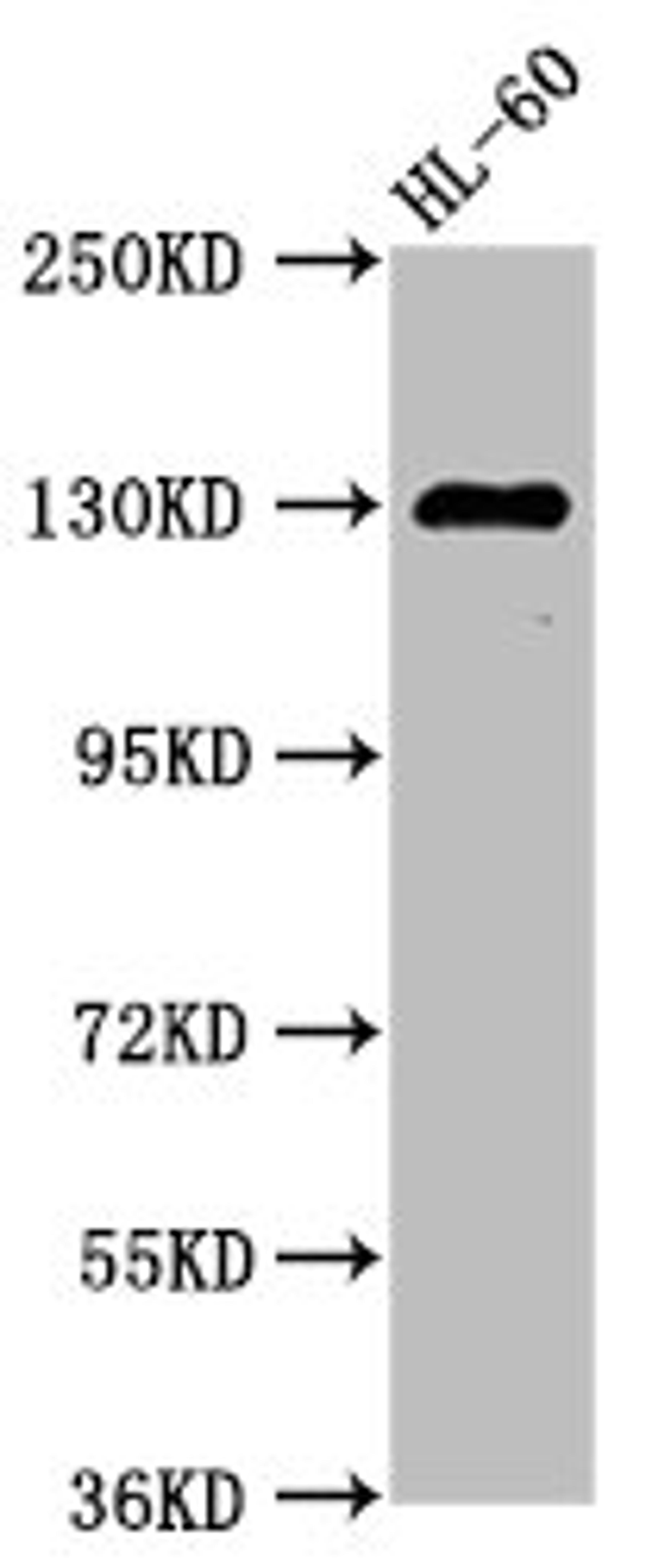 Western Blot. Positive WB detected in: HL60 whole cell lysate. All lanes: SIPA1 antibody at 2.7µg/ml. Secondary. Goat polyclonal to rabbit IgG at 1/50000 dilution. Predicted band size: 112 kDa. Observed band size: 130 kDa