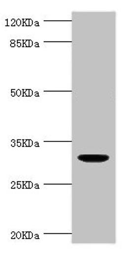 Western blot. All lanes: KLK10 antibody at 1.48µg/ml + THP-1 whole cell lysate. Secondary. Goat polyclonal to rabbit IgG at 1/10000 dilution. Predicted band size: 30 kDa. Observed band size: 30 kDa