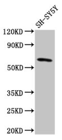 Western Blot. Positive WB detected in: SH-SY5Y whole cell lysate. All lanes: DEAF1 antibody at 3.2ug/ml. Secondary. Goat polyclonal to rabbit IgG at 1/50000 dilution. Predicted band size: 60, 59, 53, 52 kDa. Observed band size: 60 kDa. 
