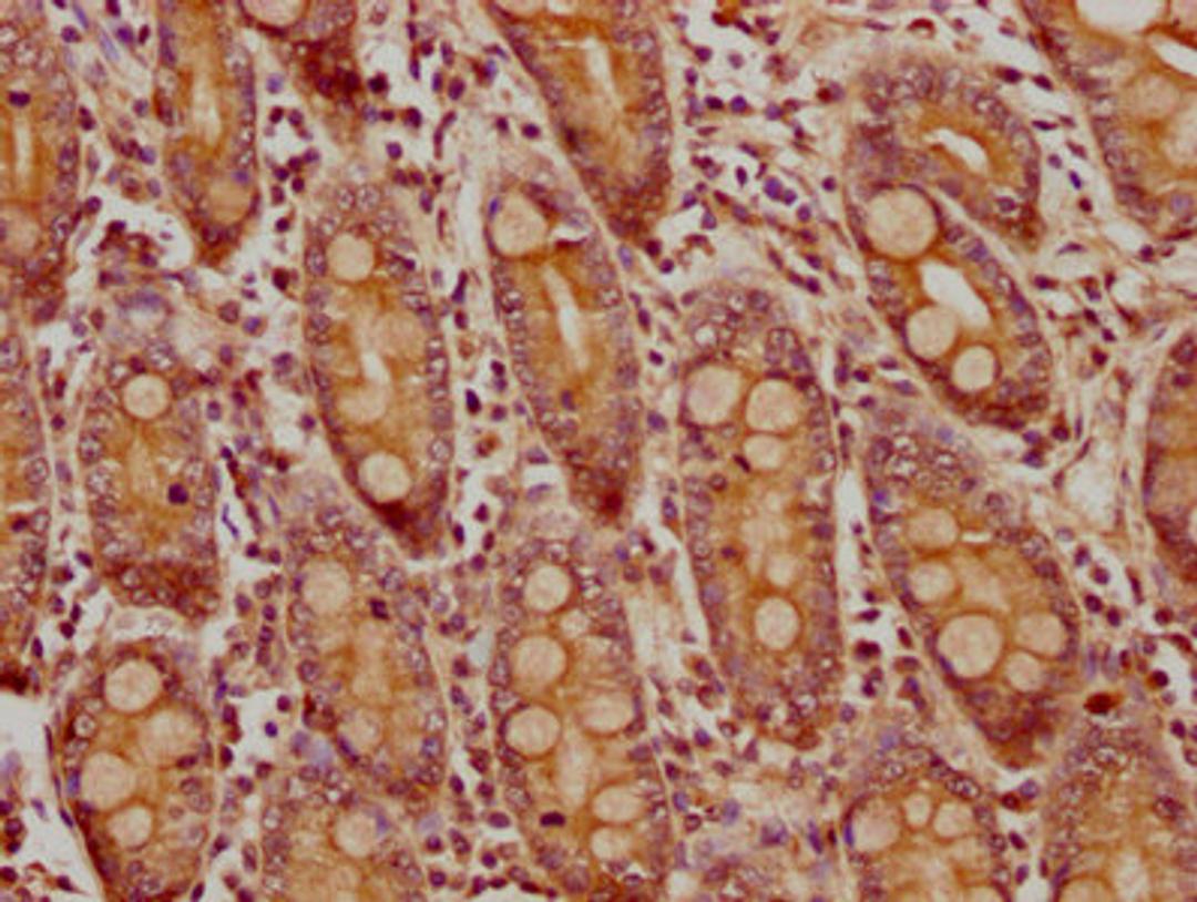 IHC image of CSB-PA764727LA01HU diluted at 1:300 and staining in paraffin-embedded human small intestine tissue performed on a Leica BondTM system. After dewaxing and hydration, antigen retrieval was mediated by high pressure in a citrate buffer (pH 6.0). Section was blocked with 10% normal goat serum 30min at RT. Then primary antibody (1% BSA) was incubated at 4&deg;C overnight. The primary is detected by a biotinylated secondary antibody and visualized using an HRP conjugated SP system.