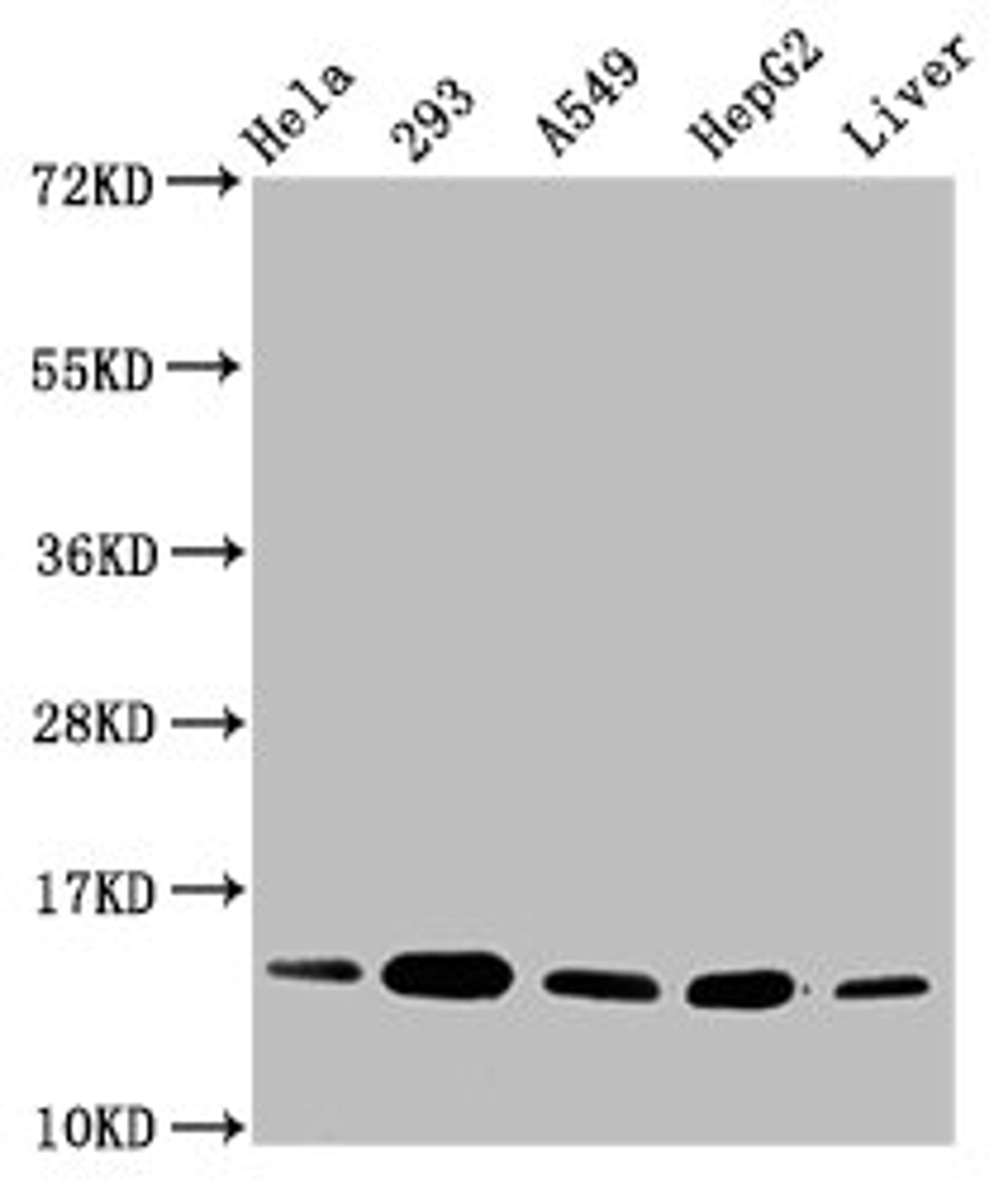 Western Blot. Positive WB detected in: Hela whole cell lysate, 293 whole cell lysate, A549 whole cell lysate, HepG2 whole cell lysate, Rat liver tissue. All lanes: HIST1H2BC antibody at 0.15µg/ml. Secondary. Goat polyclonal to rabbit IgG at 1/50000 dilution. Predicted band size: 14 kDa. Observed band size: 14 kDa