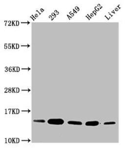 Western Blot. Positive WB detected in: Hela whole cell lysate, 293 whole cell lysate, A549 whole cell lysate, HepG2 whole cell lysate, Rat liver tissue. All lanes: HIST1H2BC antibody at 0.15µg/ml. Secondary. Goat polyclonal to rabbit IgG at 1/50000 dilution. Predicted band size: 14 kDa. Observed band size: 14 kDa