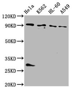 Western Blot. Positive WB detected in: Hela whole cell lysate, K562 whole cell lysate, HL60 whole cell lysate, A549 whole cell lysate. All lanes: BICD2 antibody at 4µg/ml. Secondary. Goat polyclonal to rabbit IgG at 1/50000 dilution. Predicted band size: 94, 97 kDa. Observed band size: 94 kDa