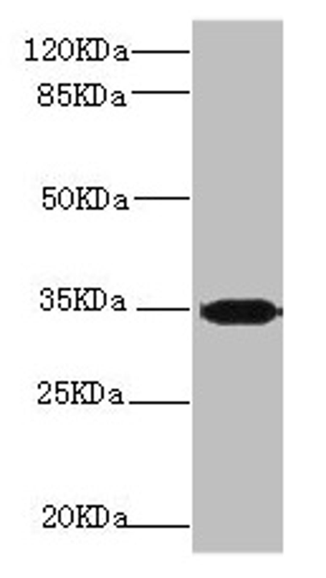 Western blot. All lanes: PLSCR1 antibody at 2.24µg/ml + 293T whole cell lysate. Secondary. Goat polyclonal to rabbit IgG at 1/10000 dilution. Predicted band size: 36, 27 kDa. Observed band size: 36 kDa