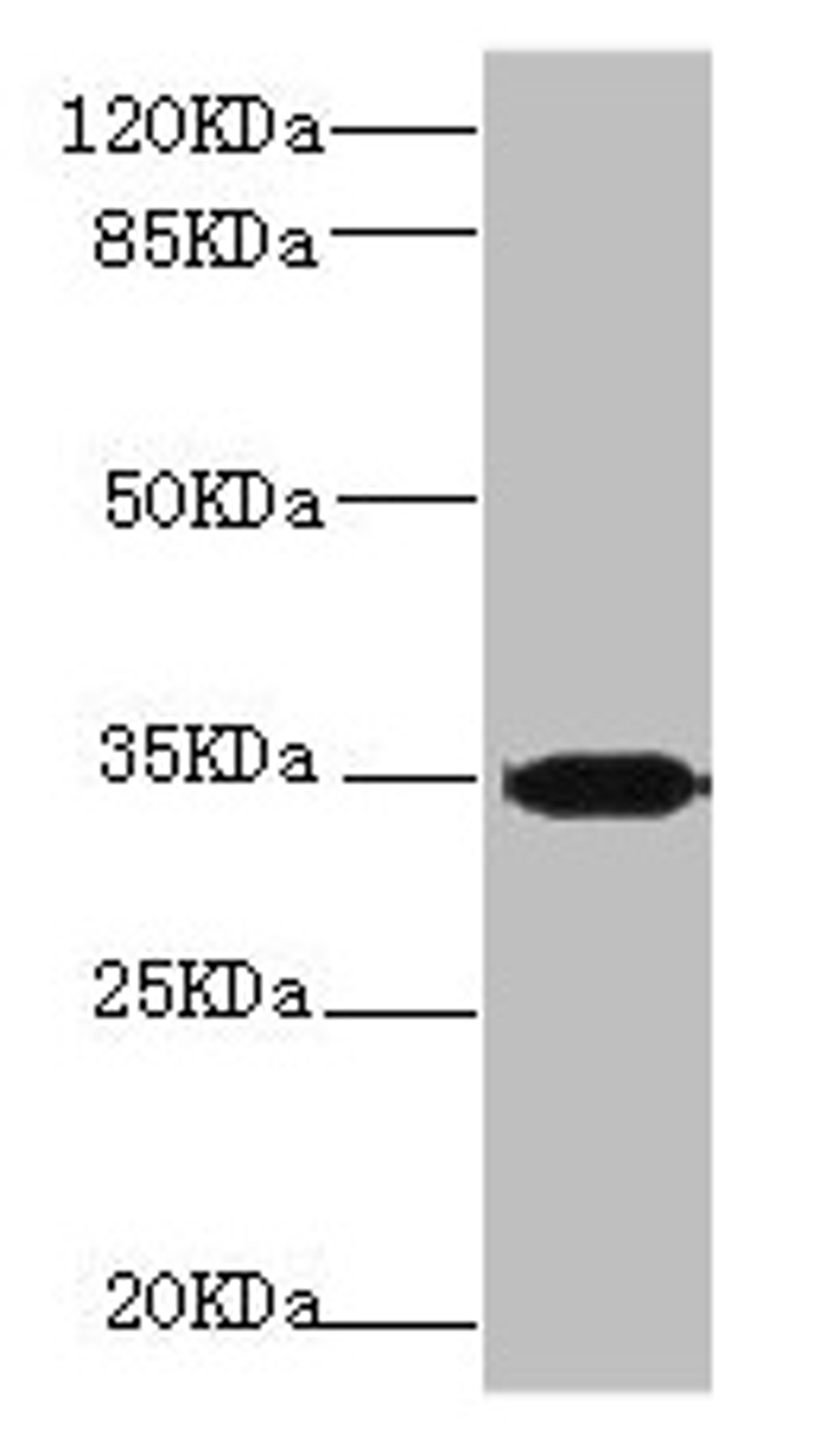 Western blot. All lanes: PLSCR1 antibody at 2.24µg/ml + 293T whole cell lysate. Secondary. Goat polyclonal to rabbit IgG at 1/10000 dilution. Predicted band size: 36, 27 kDa. Observed band size: 36 kDa