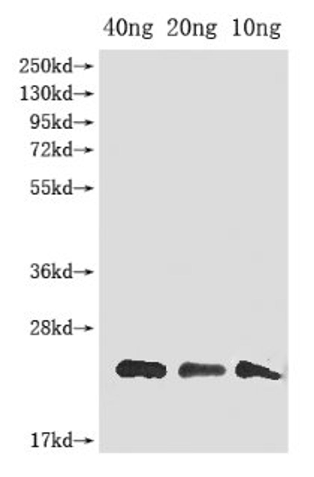 Western Blot. Positive WB detected in Recombinant protein. All lanes: gag antibody at 1:2000. Secondary. Goat polyclonal to rabbit IgG at 1/50000 dilution. Predicted band size: 20 kDa. Observed band size: 20 kDa. 