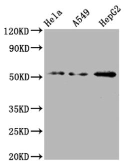Western Blot. Positive WB detected in: Hela whole cell lysate, A549 whole cell lysate, HepG2 whole cell lysate. All lanes: CD47 antibody at 1:2000. Secondary. Goat polyclonal to rabbit IgG at 1/50000 dilution. Predicted band size: 36, 32, 34 kDa. Observed band size: 55 kDa. 