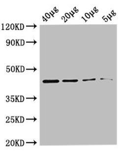 Western Blot. Positive WB detected in: Rosseta bacteria lysate at 40µg, 20µg, 10µg, 5µg. All lanes: metC antibody at 0.36µg/ml. Secondary. Goat polyclonal to rabbit IgG at 1/50000 dilution. Predicted band size: 44 kDa. Observed band size: 44 kDa