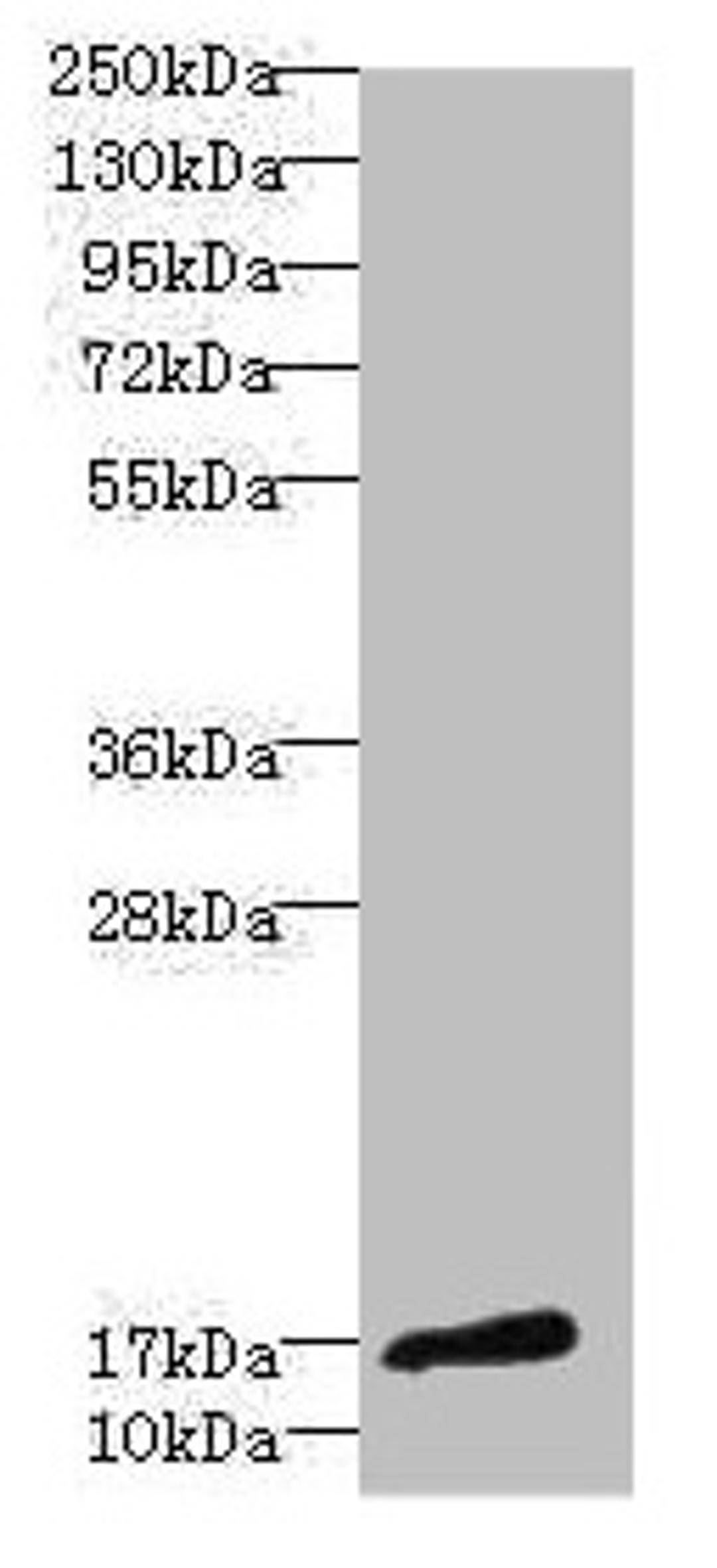 Western blot. All lanes: CALML3 antibody at 1.44µg/ml + A431 whole cell lysate. Secondary. Goat polyclonal to rabbit IgG at 1/10000 dilution. Predicted band size: 17 kDa. Observed band size: 17 kDa