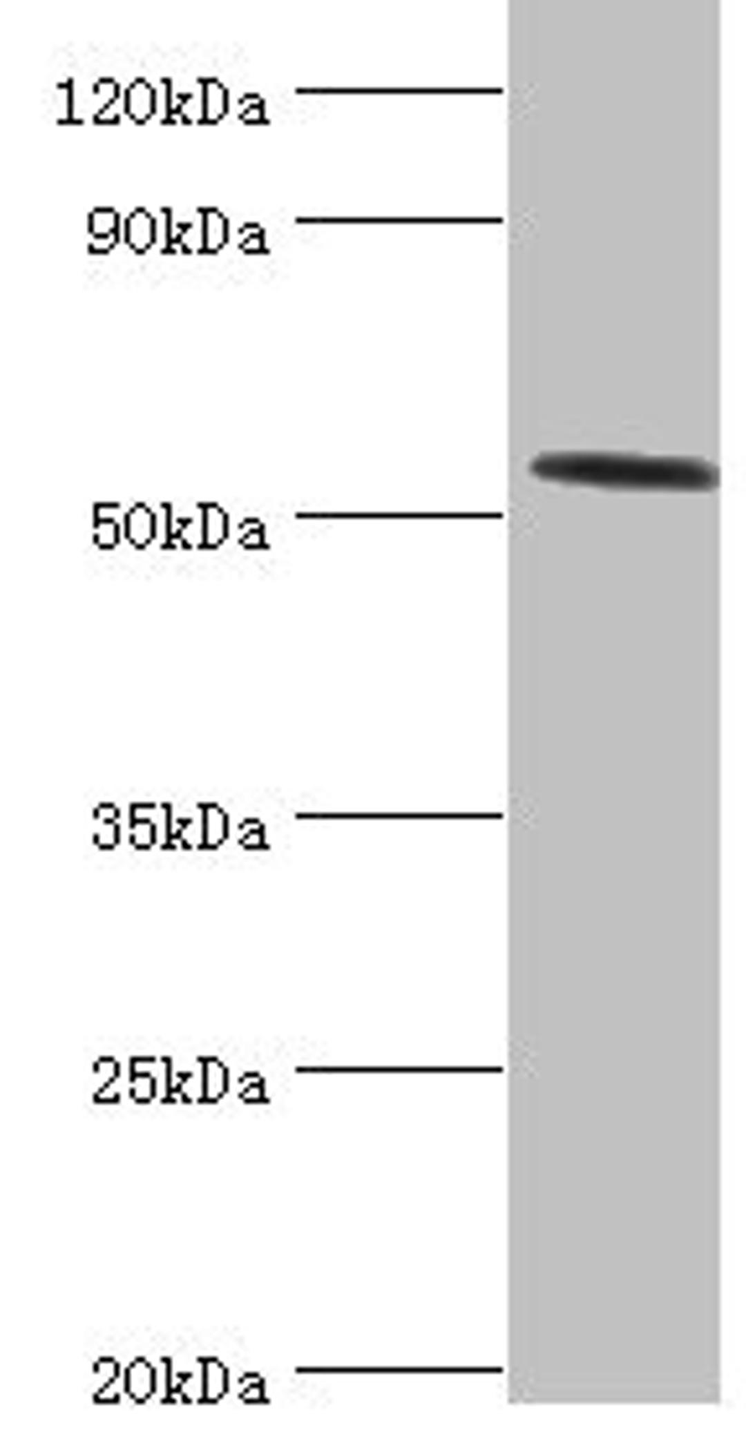 Western blot. All lanes: Hyaluronidase-2 antibody at 4ug/ml + Mouse lung tissue. Secondary. Goat polyclonal to rabbit IgG at 1/10000 dilution. Predicted band size: 54 kDa. Observed band size: 54 kDa. 