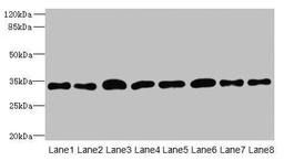 Western blot. All lanes: TMBIM1 antibody at 8µg/ml. Lane 1: U251 whole cell lysate. Lane 2: K562 whole cell lysate. Lane 3: A549 whole cell lysate. Lane 4: MCF-7 whole cell lysate. Lane 5: Mouse lung tissue. Lane 6: Mouse liver tissue. Lane 7: Mouse kidney tissue. Lane 8: Human placenta tissue. Secondary. Goat polyclonal to rabbit IgG at 1/10000 dilution. Predicted band size: 35 kDa. Observed band size: 35 kDa