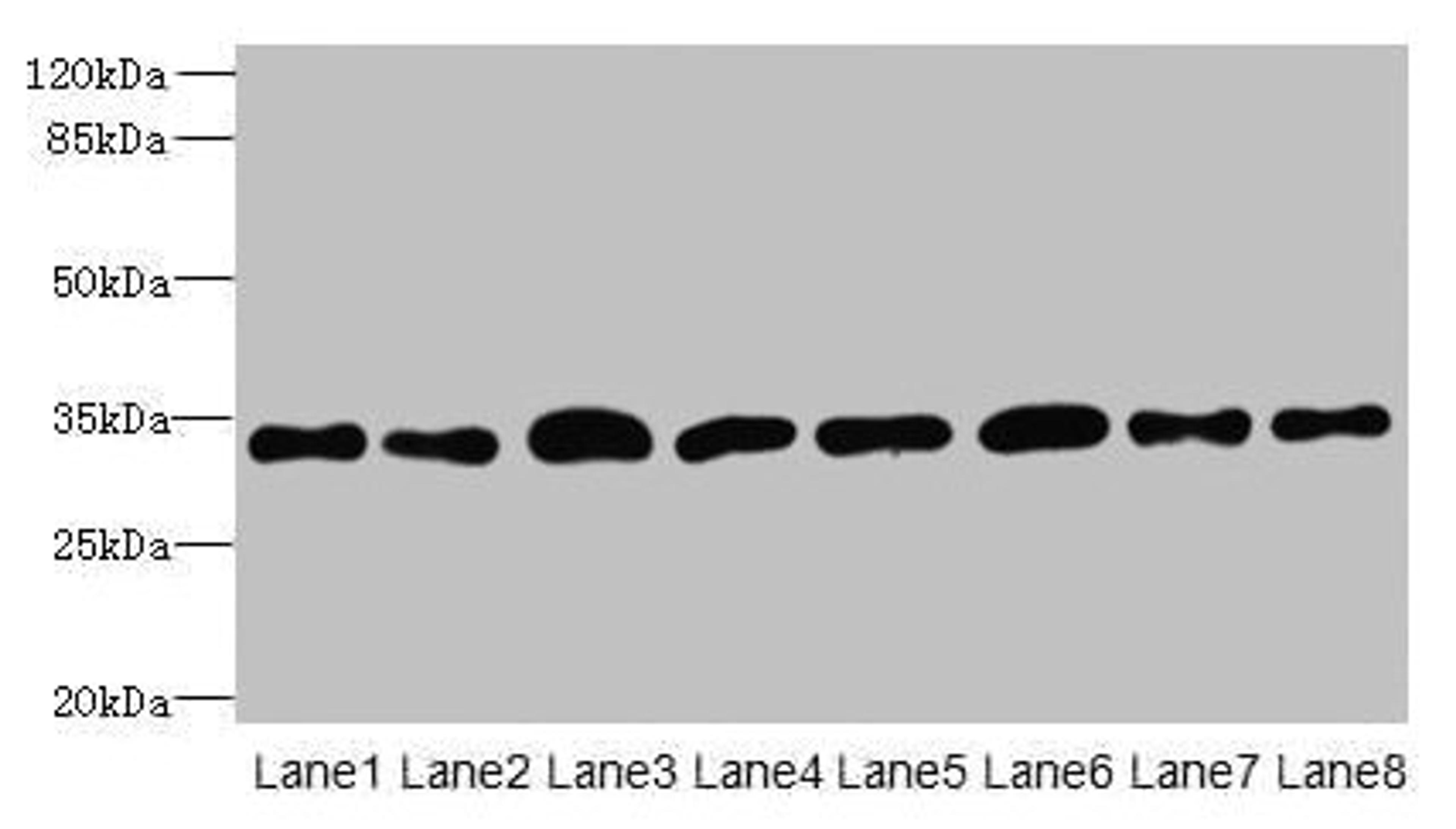 Western blot. All lanes: TMBIM1 antibody at 8µg/ml. Lane 1: U251 whole cell lysate. Lane 2: K562 whole cell lysate. Lane 3: A549 whole cell lysate. Lane 4: MCF-7 whole cell lysate. Lane 5: Mouse lung tissue. Lane 6: Mouse liver tissue. Lane 7: Mouse kidney tissue. Lane 8: Human placenta tissue. Secondary. Goat polyclonal to rabbit IgG at 1/10000 dilution. Predicted band size: 35 kDa. Observed band size: 35 kDa