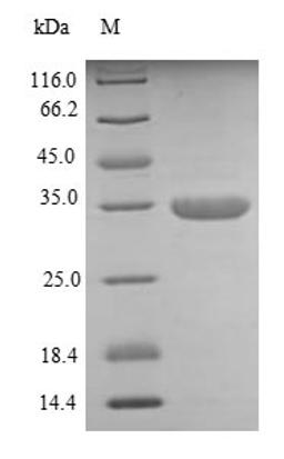 (Tris-Glycine gel) Discontinuous SDS-PAGE (reduced) with 5% enrichment gel and 15% separation gel.