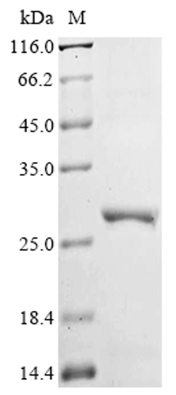 (Tris-Glycine gel) Discontinuous SDS-PAGE (reduced) with 5% enrichment gel and 15% separation gel.