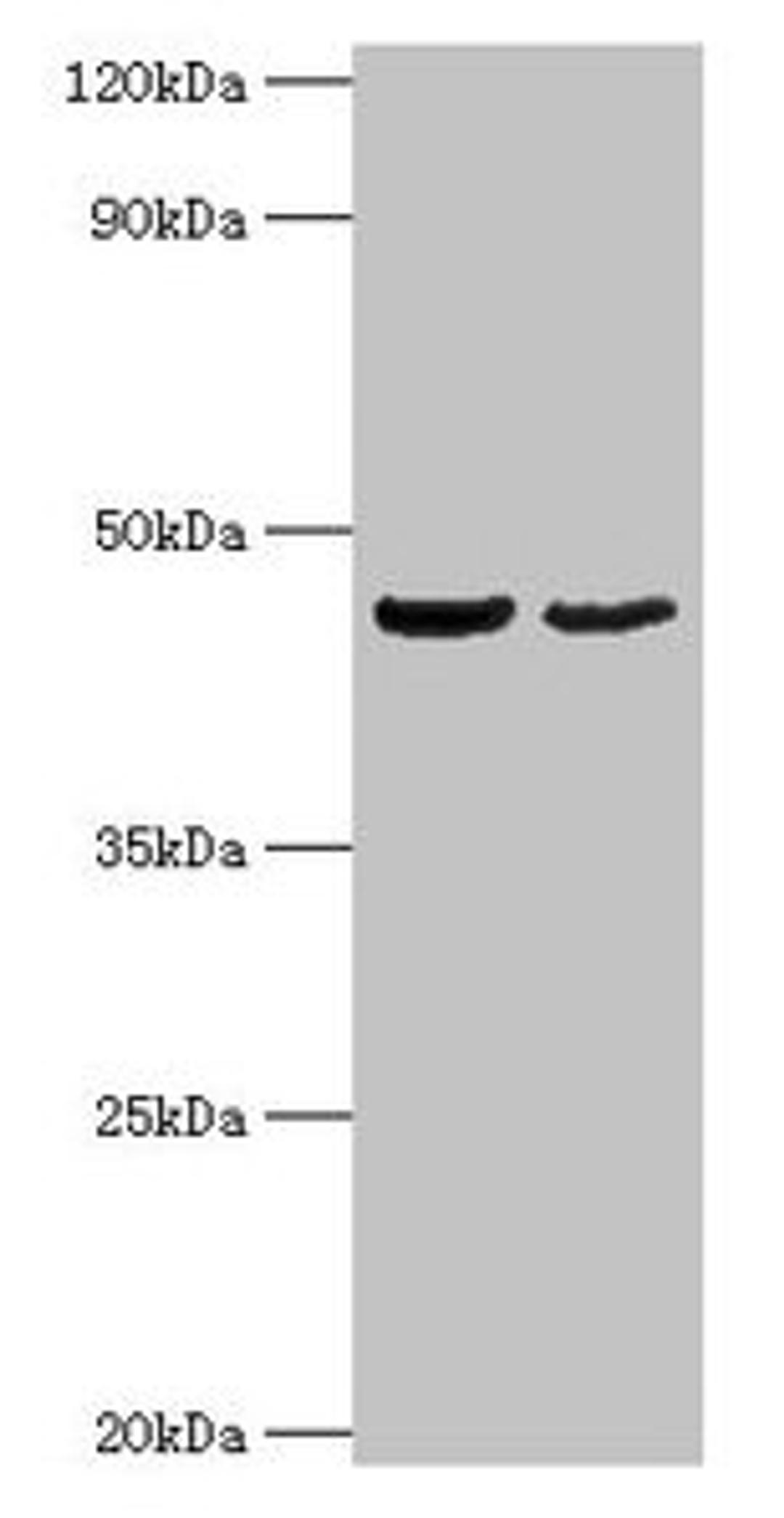 Western blot. All lanes: OLA1 antibody at 2µg/ml. Lane 1: HepG2 whole cell lysate. Lane 2: Mouse stomach tissue. Secondary. Goat polyclonal to rabbit IgG at 1/10000 dilution. Predicted band size: 45, 28, 32 kDa. Observed band size: 45 kDa