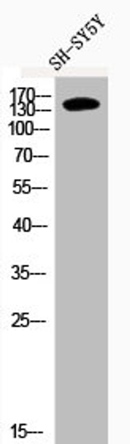 Western Blot analysis of SH-SY5Y cells using Phospho-IRS-1 (S636) Polyclonal Antibody