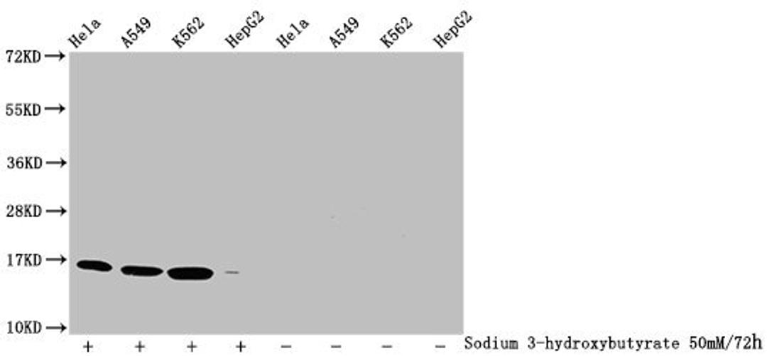 Western Blot. Detected samples: Hela whole cell lysate, A549 whole cell lysate, K562 whole cell lysate, HepG2 whole cell lysate; Untreated (-) or treated (+) with 50mM sodium 3-hydroxybutyrate for 72h. All lanes: HIST1H3A antibody at 1:2000. Secondary. Goat polyclonal to rabbit IgG at 1/40000 dilution. Predicted band size: 16 kDa. Observed band size: 16 kDa