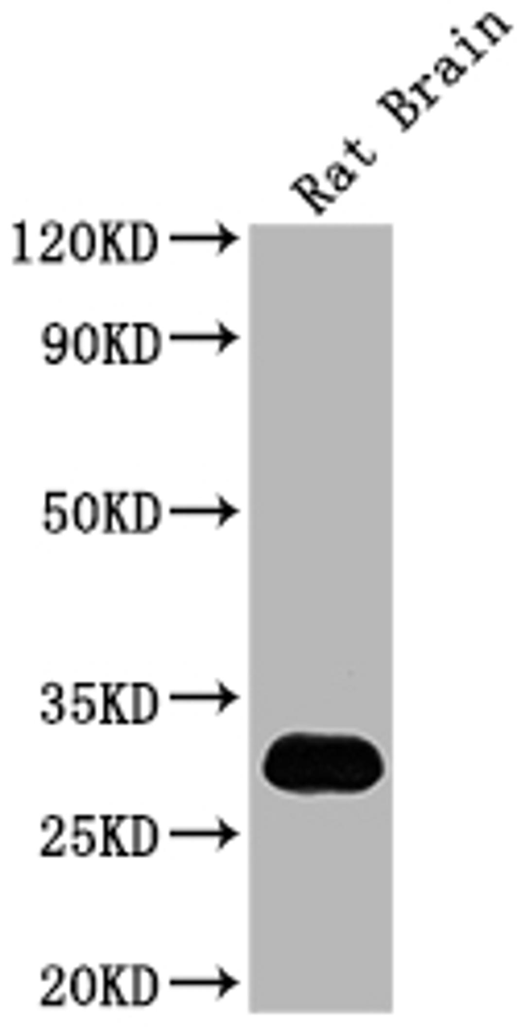 Western Blot. Positive WB detected in: Rat Brain tissue. All lanes: Hmgb1 antibody at 1:2000. Secondary. Goat polyclonal to rabbit IgG at 1/50000 dilution. Predicted band size: 25 kDa. Observed band size: 30 kDa. 