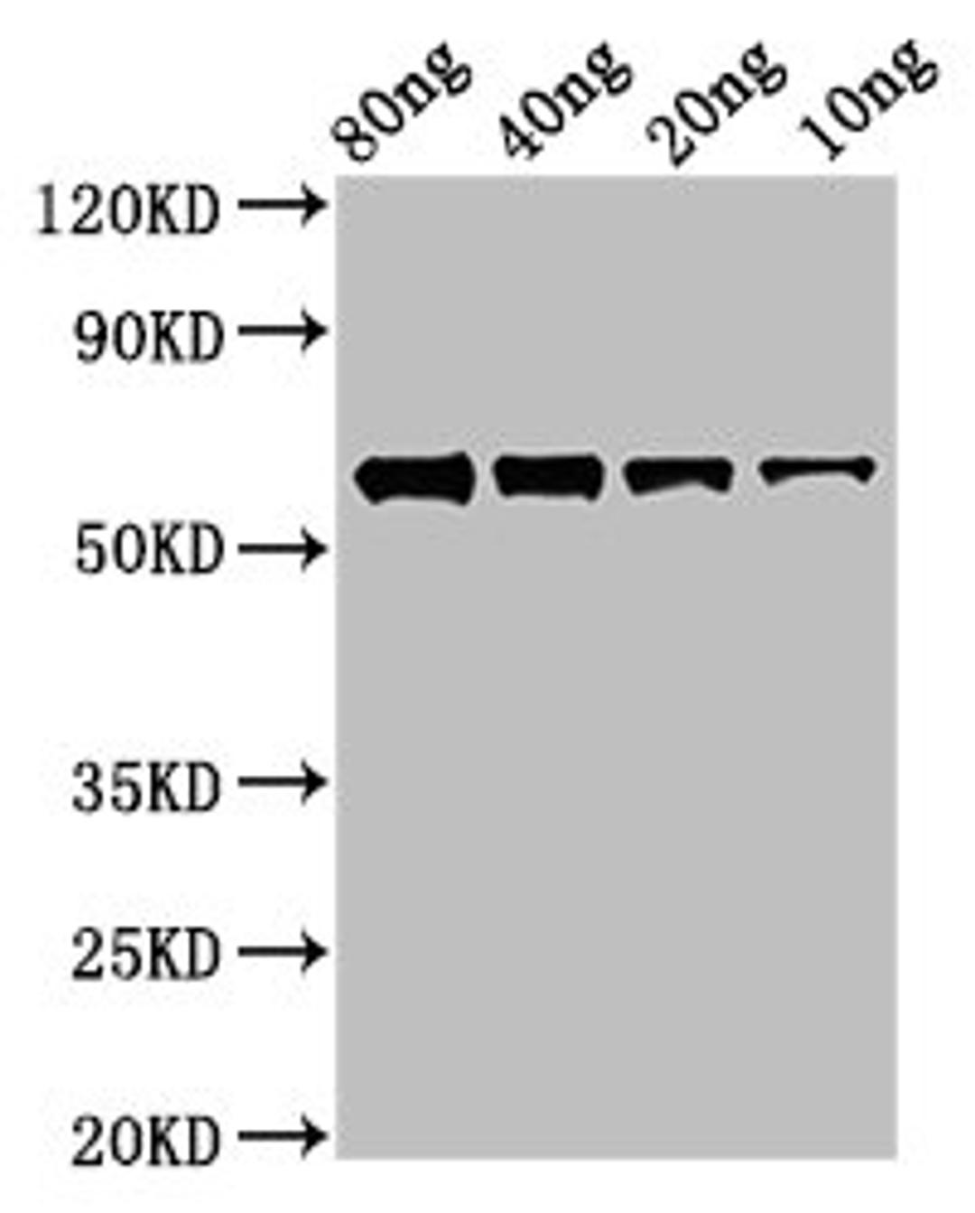 Western Blot. Positive WB detected in Recombinant protein. All lanes: ftsZ antibody at 2.7µg/ml. Secondary. Goat polyclonal to rabbit IgG at 1/50000 dilution. Predicted band size: 58 kDa. Observed band size: 58 kDa