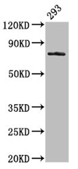 Western Blot. Positive WB detected in: 293 whole cell lysate. All lanes: GAS6 antibody at 3.2µg/ml. Secondary. Goat polyclonal to rabbit IgG at 1/50000 dilution. Predicted band size: 80, 75, 69, 45, 42 kDa. Observed band size: 80 kDa