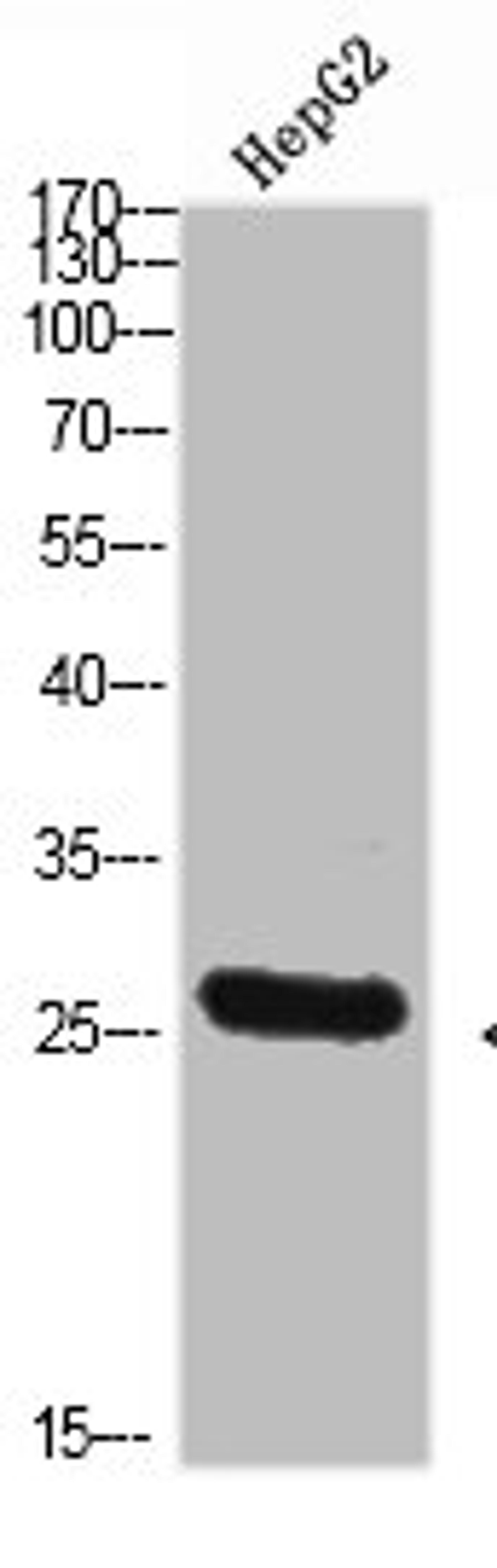 Western Blot analysis of HEPG2 cells using Tryptase-3 Polyclonal Antibody diluted at 1:800. Secondary antibody  was diluted at 1:20000