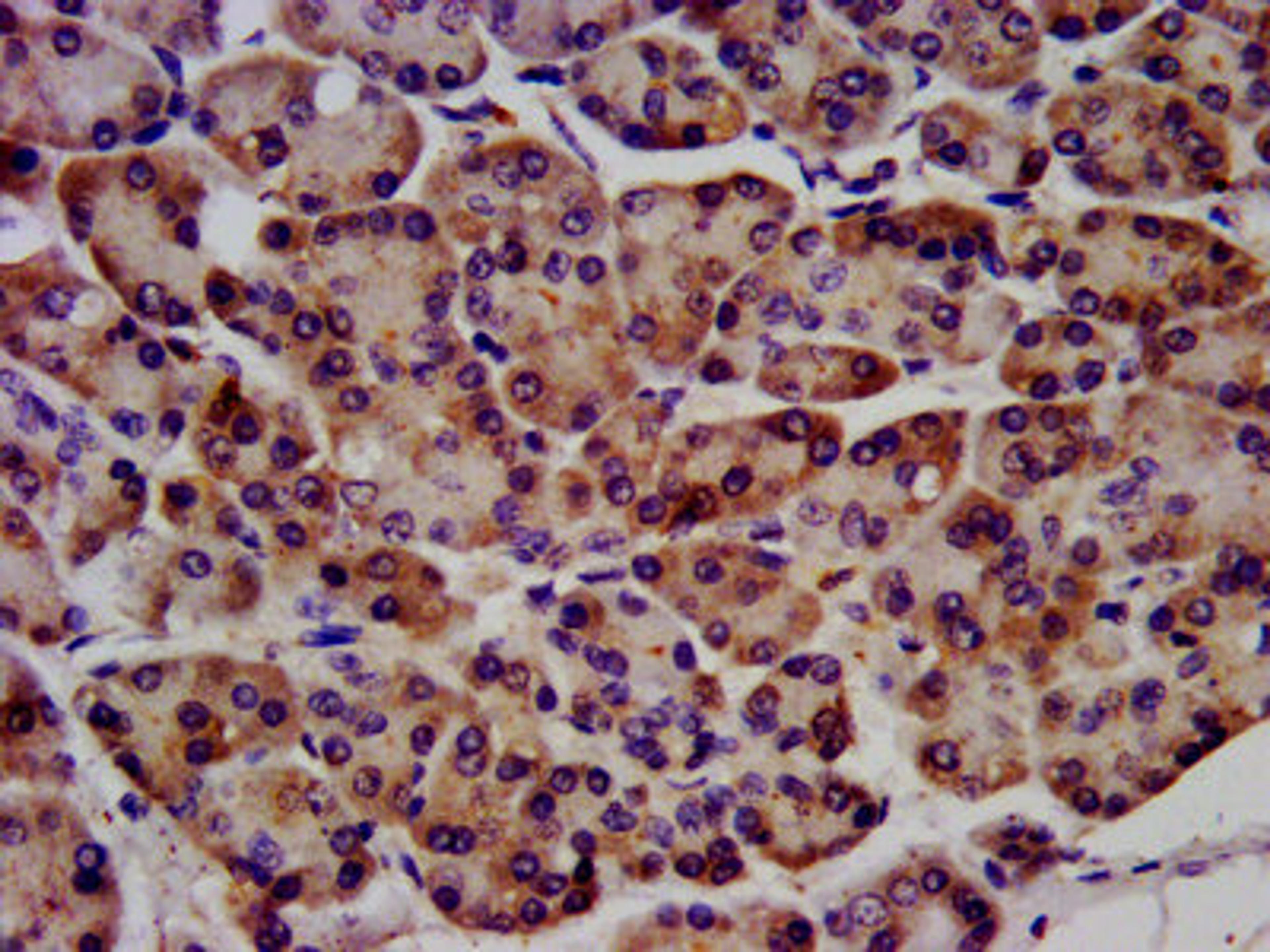 IHC image of CSB-PA019284LA01HU diluted at 1:1200 and staining in paraffin-embedded human pancreatic tissue performed on a Leica BondTM system. After dewaxing and hydration, antigen retrieval was mediated by high pressure in a citrate buffer (pH 6.0). Section was blocked with 10% normal goat serum 30min at RT. Then primary antibody (1% BSA) was incubated at 4&deg;C overnight. The primary is detected by a biotinylated secondary antibody and visualized using an HRP conjugated SP system.