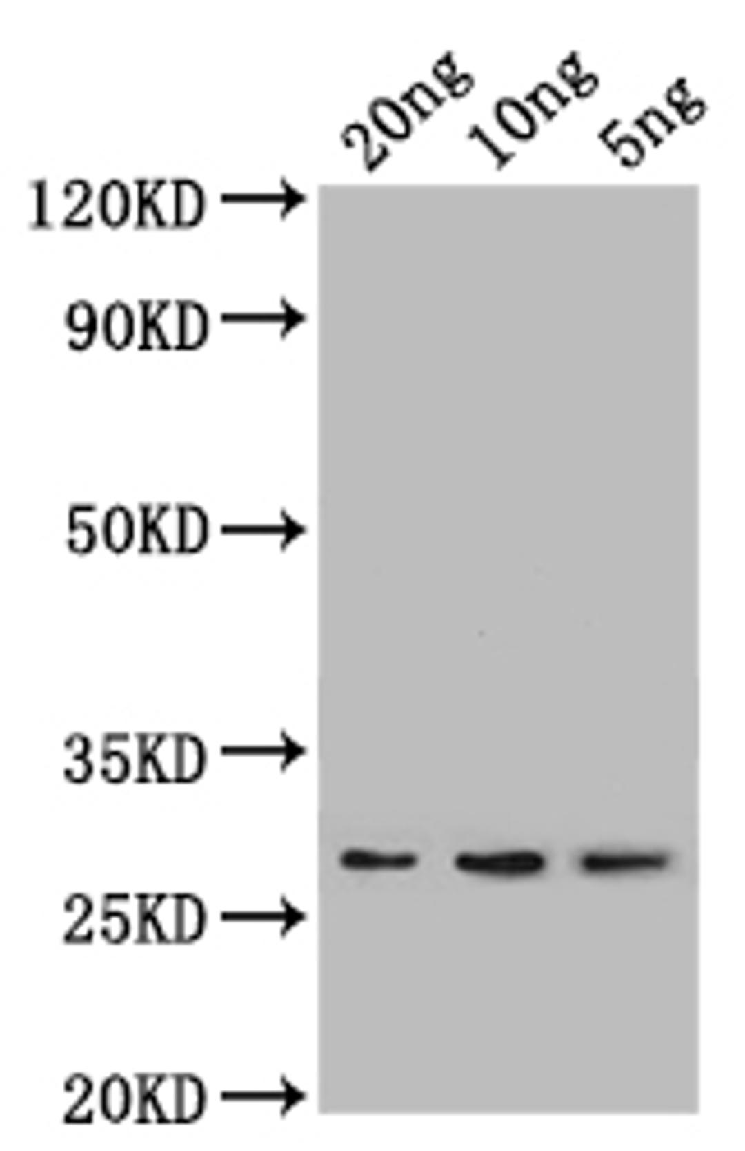 Western Blot. Positive WB detected in: recombinant protein. All lanes: lpp Antibody at 1:1000. Secondary. Goat polyclonal to rabbit IgG at 1/50000 dilution. Predicted band size: 24 kDa. Observed band size: 27 kDa. 