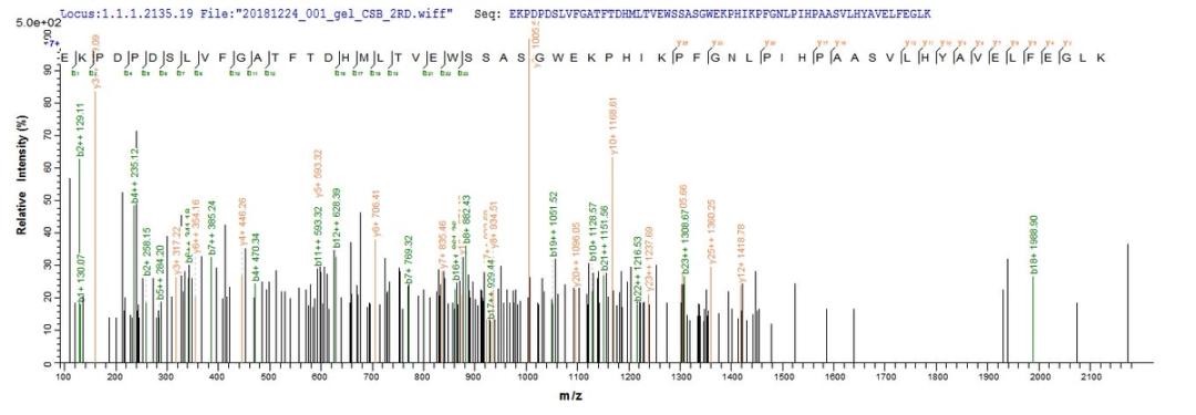 Based on the SEQUEST from database of E.coli host and target protein, the LC-MS/MS Analysis result of CSB-EP002600MO could indicate that this peptide derived from E.coli-expressed Mus musculus (Mouse) Bcat1.