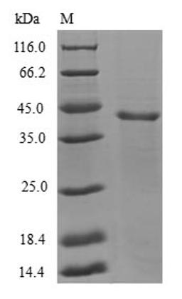 (Tris-Glycine gel) Discontinuous SDS-PAGE (reduced) with 5% enrichment gel and 15% separation gel.