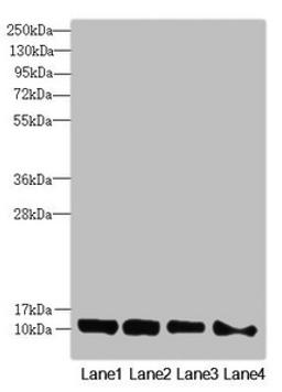 Western blot. All lanes: DNAJC19 antibody at 0.96µg/ml. Lane 1: Mouse kidney tissue. Lane 2: A549 whole cell lysate. Lane 3: HL60 whole cell lysate. Lane 4: Hela whole cell lysate. Secondary. Goat polyclonal to rabbit IgG at 1/10000 dilution. Predicted band size: 13, 11 kDa. Observed band size: 13 kDa