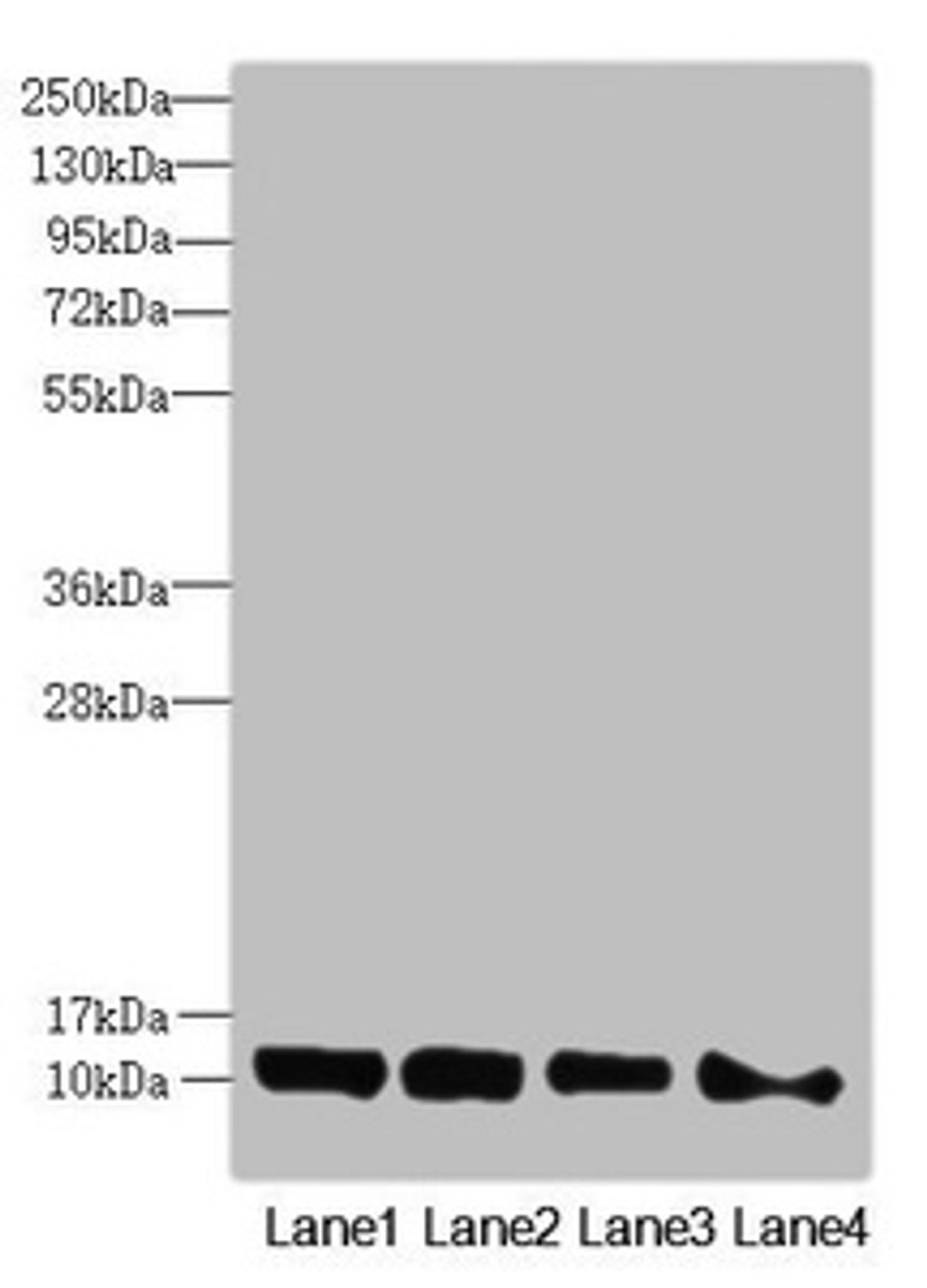 Western blot. All lanes: DNAJC19 antibody at 0.96µg/ml. Lane 1: Mouse kidney tissue. Lane 2: A549 whole cell lysate. Lane 3: HL60 whole cell lysate. Lane 4: Hela whole cell lysate. Secondary. Goat polyclonal to rabbit IgG at 1/10000 dilution. Predicted band size: 13, 11 kDa. Observed band size: 13 kDa