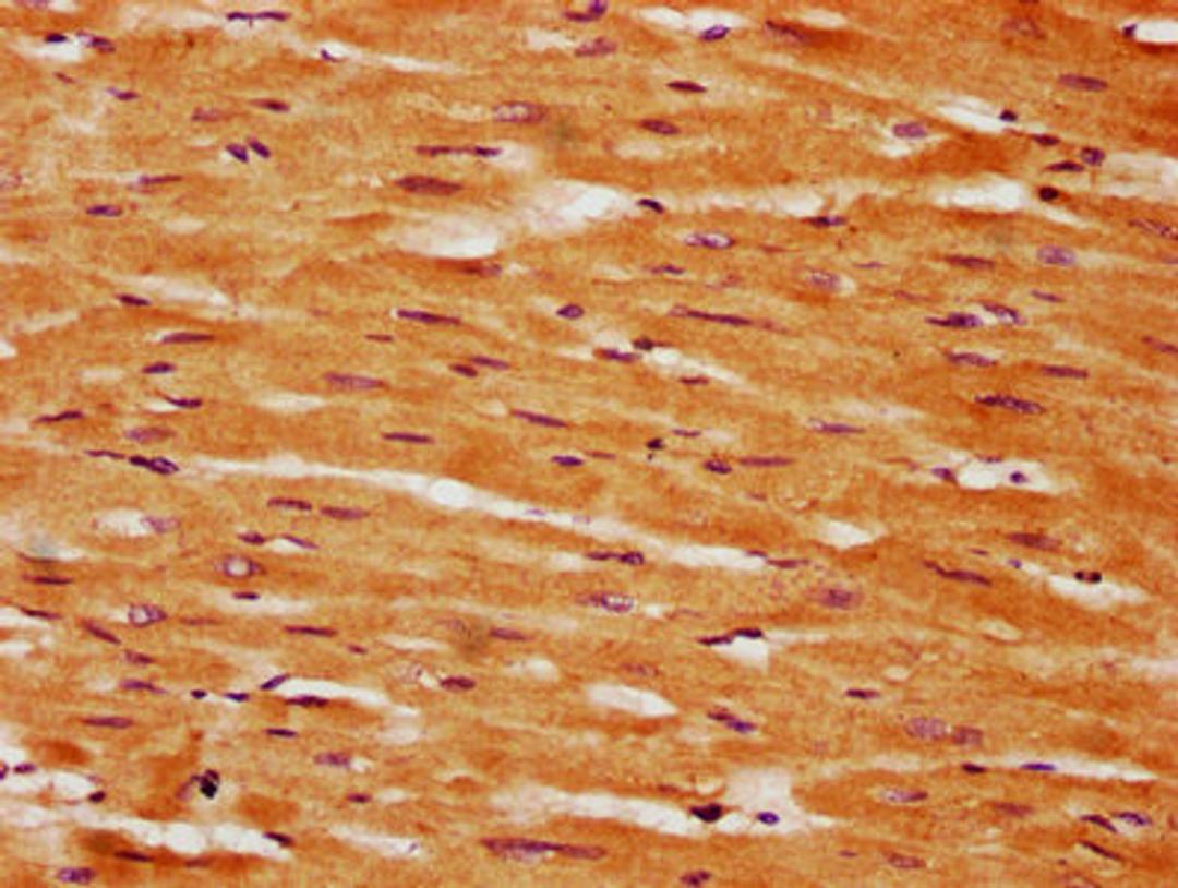 IHC image of CSB-PA861185LA01HU diluted at 1:350 and staining in paraffin-embedded human heart tissue performed on a Leica BondTM system. After dewaxing and hydration, antigen retrieval was mediated by high pressure in a citrate buffer (pH 6.0). Section was blocked with 10% normal goat serum 30min at RT. Then primary antibody (1% BSA) was incubated at 4&deg;C overnight. The primary is detected by a biotinylated secondary antibody and visualized using an HRP conjugated SP system.