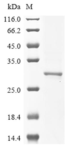 (Tris-Glycine gel) Discontinuous SDS-PAGE (reduced) with 5% enrichment gel and 15% separation gel.