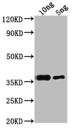 Western Blot. Positive WB detected in Recombinant protein. All lanes: RPB10 antibody at 1:2000. Secondary. Goat polyclonal to rabbit IgG at 1/50000 dilution. Predicted band size: 34.8 kDa. Observed band size: 38 kDa. 