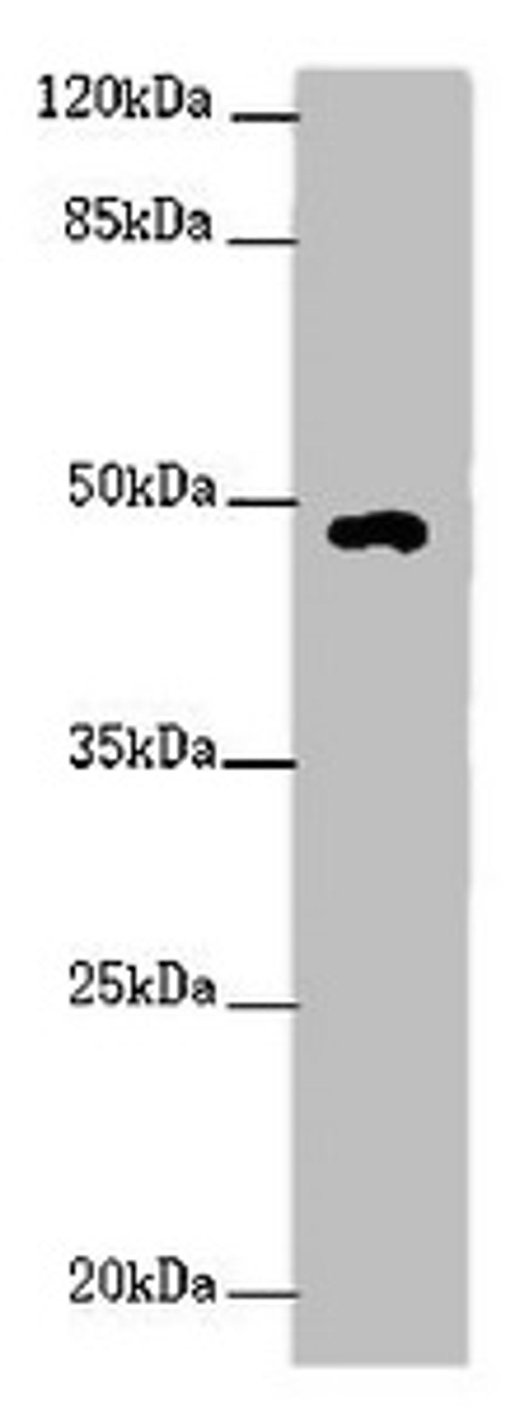 Western blot. All lanes: HS6ST1 antibody at 2 ug/ml + Mouse skeletal muscle tissue. Secondary. Goat polyclonal to rabbit IgG at 1/10000 dilution. Predicted band size: 49, 30 kDa. Observed band size: 49 kDa. 